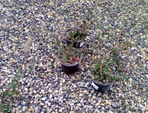 Cotoneaster procumbens ´Queen of Carpets´ - skalník poléhavý